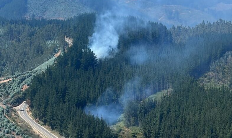 Após 20 dias de intensas chamas no sul do país, um total de 240.000 hectares de plantações florestais foram consumidos