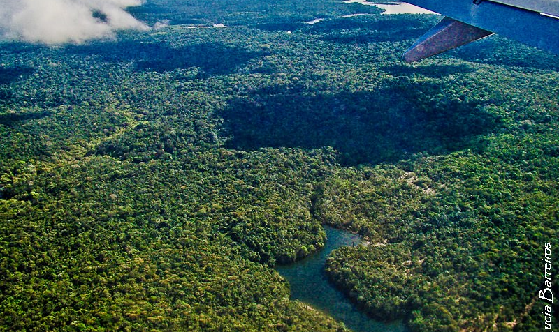 Estiagens e queimadas, além dos efeitos das mudanças climáticas, diminuem capacidade de recuperação da floresta