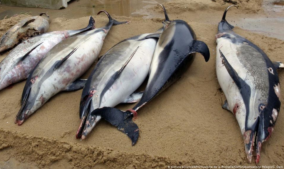 Mais de 600 animais apareceram mortos em praias francesas somente nas seis primeiras semanas de 2020