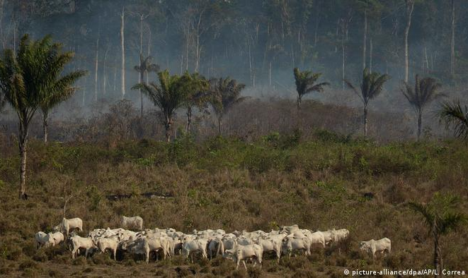 Especialistas elogiam pioneirismo da medida, mas temem que desmatamento se desloque para biomas como o Cerrado