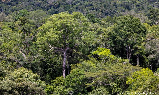 Descoberto recentemente, local abriga árvores que ultrapassam 80 metros e que podem ter entre 400 e 600 anos; santuário corre risco com presença de garimpeiros e grileiros na região, conta pesquisadora do Imazon