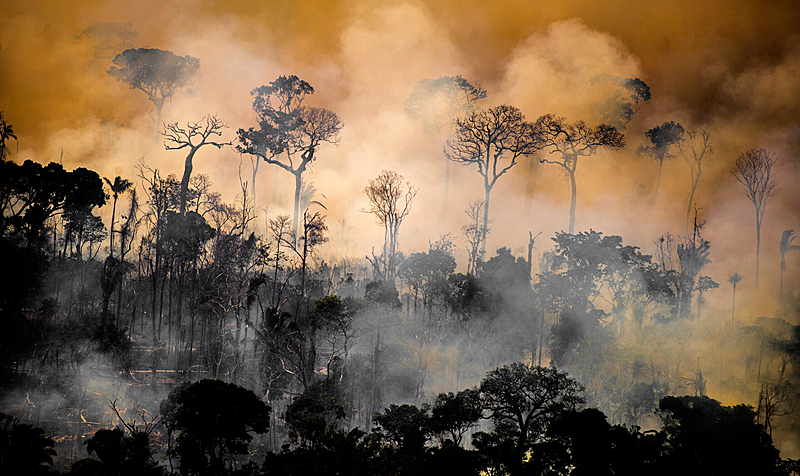 Com devastação recorde em 2022, floresta perdeu o equivalente aos estados de Alagoas e Sergipe nos últimos quatro anos