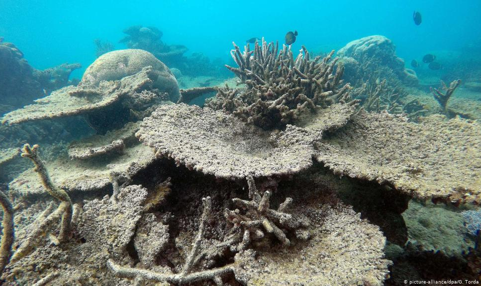 Estudo revela que aumento da temperatura do mar leva à degradação de esqueletos de corais