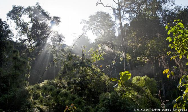 Com meta de recuperar área equivalente à metade da Alemanha, bioma mais devastado do Brasil foi escolhido como exemplo na COP 15 da biodiversidade no Canadá