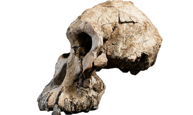 'Este crânio é um dos mais completos fósseis de hominídeos de mais de 3 milhões de anos', disse Yohannes Haile-Selassie, do Museu de História Natural de Cleveland, nos Estados Unidos