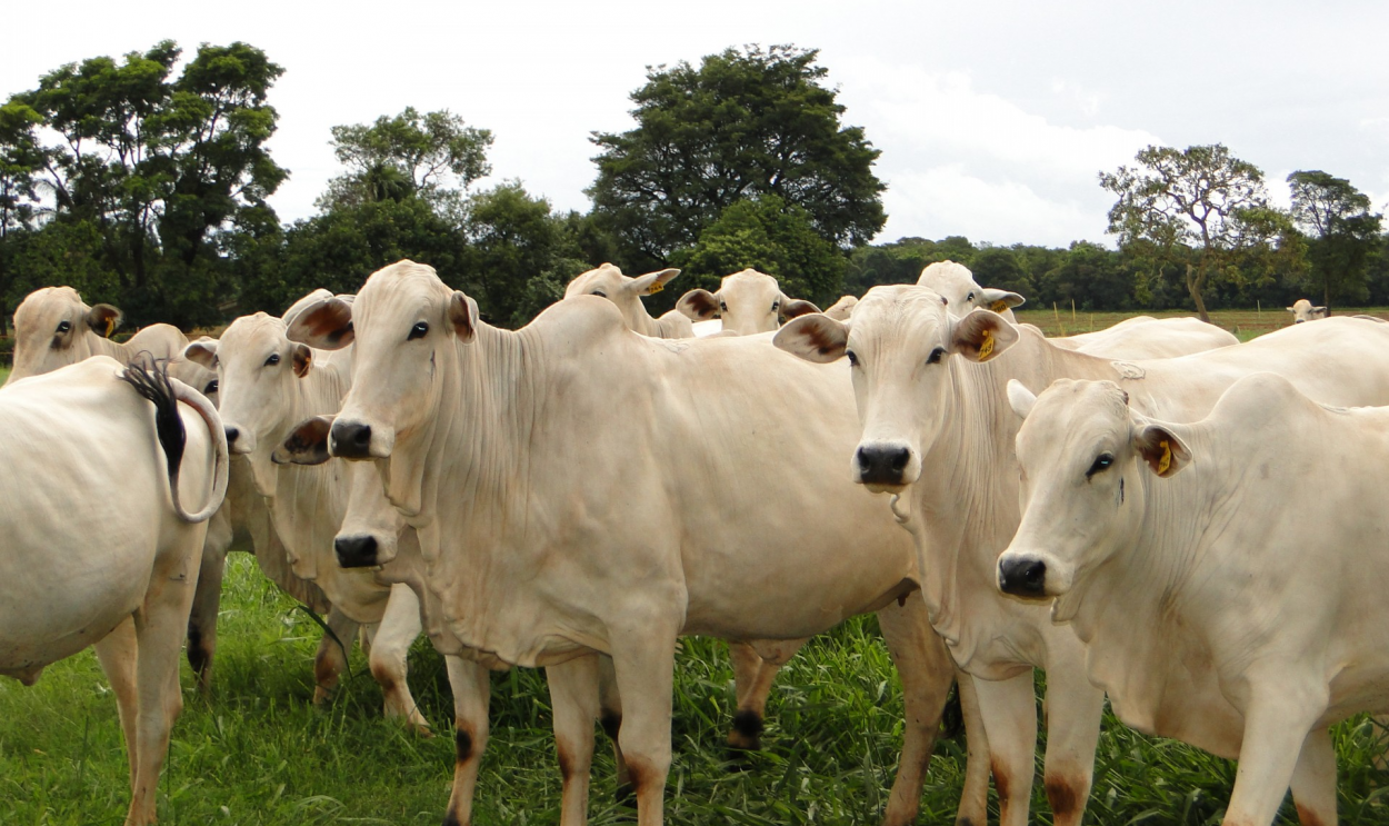 Caso atípico e isolado de vaca louca no Pará havia provocado o embargo