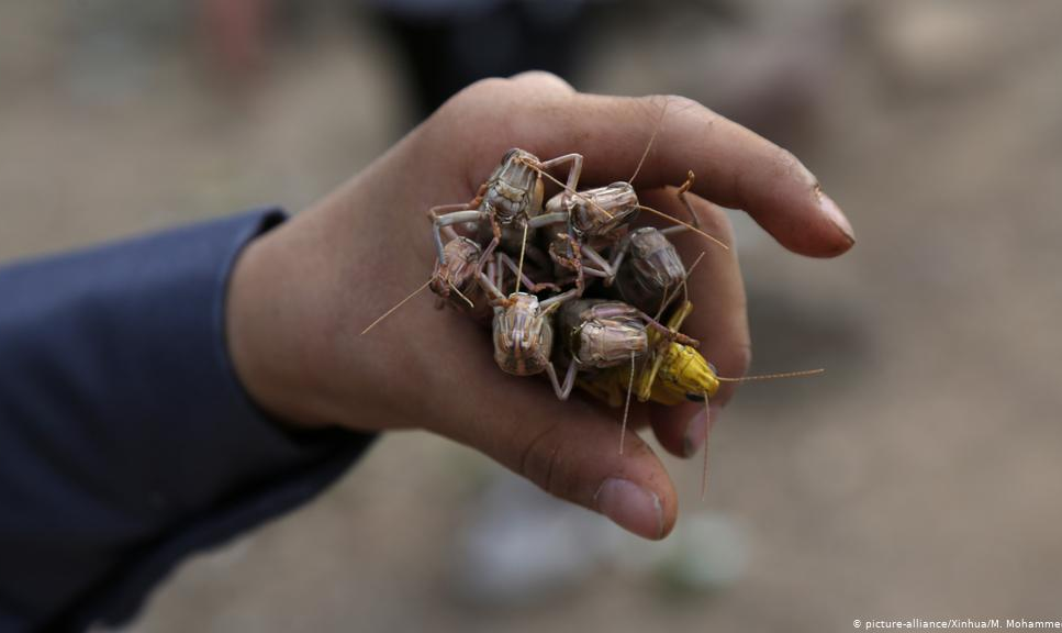 Milhões de insetos vorazes trazem risco de fome, agravado por condições climáticas e medidas contra coronavírus