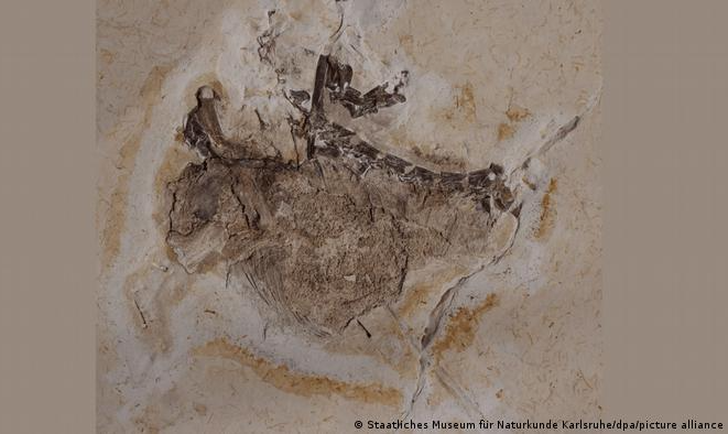 Após disputa, Alemanha conclui que fóssil do 'Ubirajara jubatus', descoberto no Ceará, foi retirado ilegalmente do país