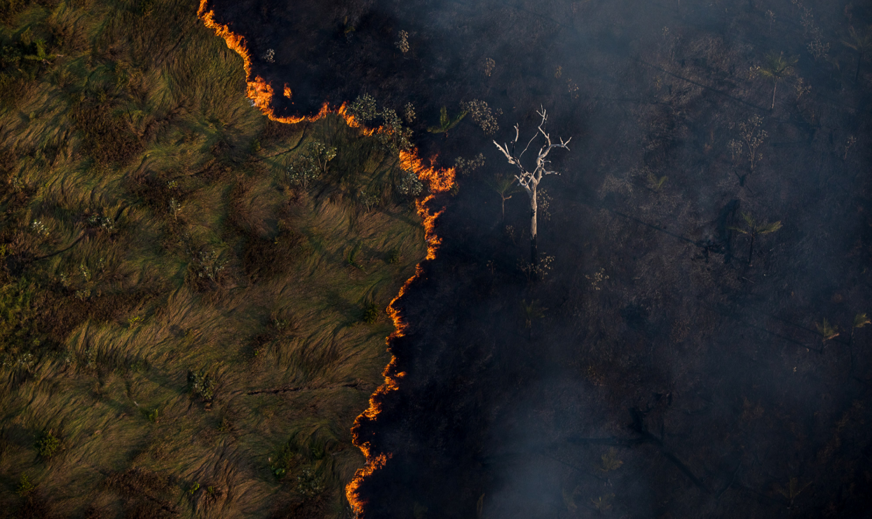 'Atual tendência crescente de desflorestamento no Brasil está tornando cada vez mais difícil para empresas atender a seus critérios ambientais", dizem embaixadores de 8 países