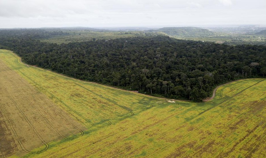 Em entrevista ao jornal "Tagesspiegel", ministra alemã do Meio Ambiente anuncia que, diante do aumento do desmatamento, vai congelar projetos de proteção florestal na Região Amazônica no valor de 155 milhões de reais