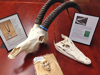 Crânios de antílope, macaco e crocodilo siamês comprados no eBay / Crédito: Peninsula Humane Society & SPCA