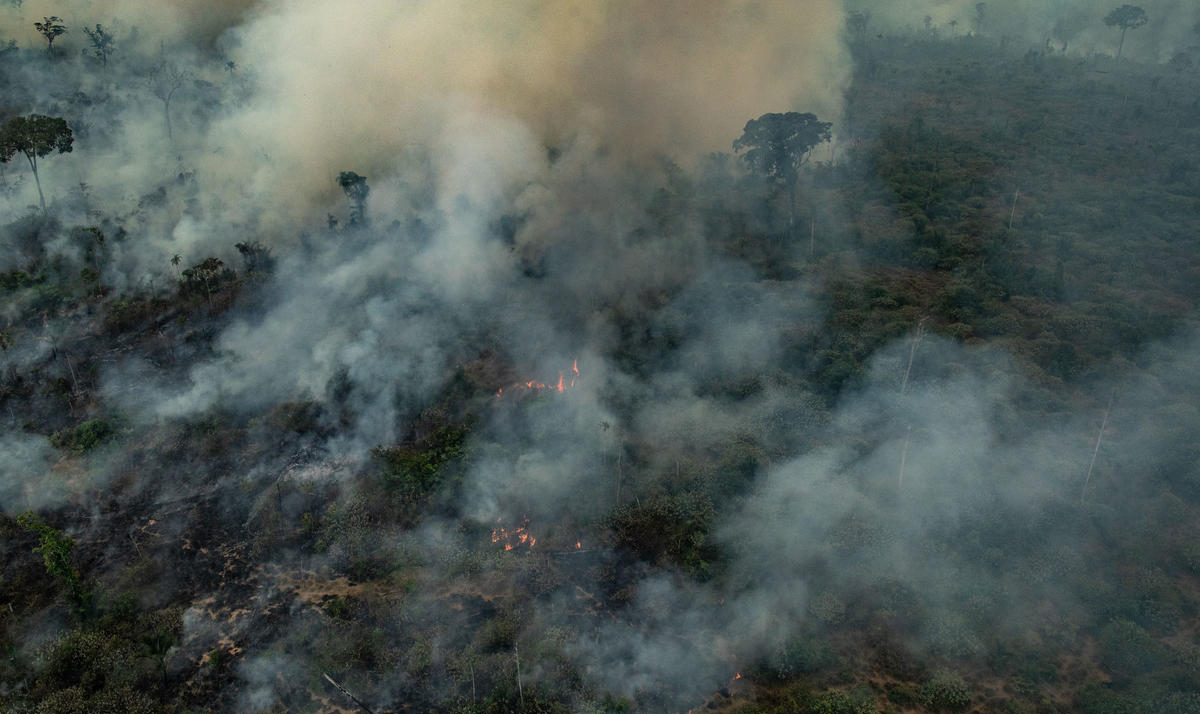 Especialistas avaliam que determinadas espécies podem demorar até mesmo séculos para se recompor; queimadas perpetuam fragmentação das florestas