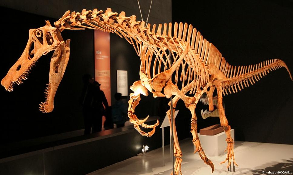 Cientistas fazem campanha para reaver ossada do dinossauro Irritator challengeri, que teria sido contrabandeada do Brasil e está desde 1991 no Museu de História Natural de Stuttgart