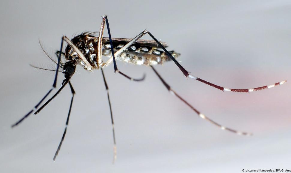 Especialistas temem que covid-19 leve população a se descuidar no combate a outras doenças que assolam o país, especialmente a dengue; casos prováveis da enfermidade neste ano ultrapassam 300 mil, com 32 mortes