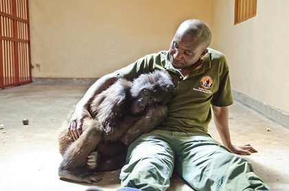 O cuidador Andre e o gorila Ndakasi, adoentado, no parque Virunga. Foto: Facebook Virunga National Park