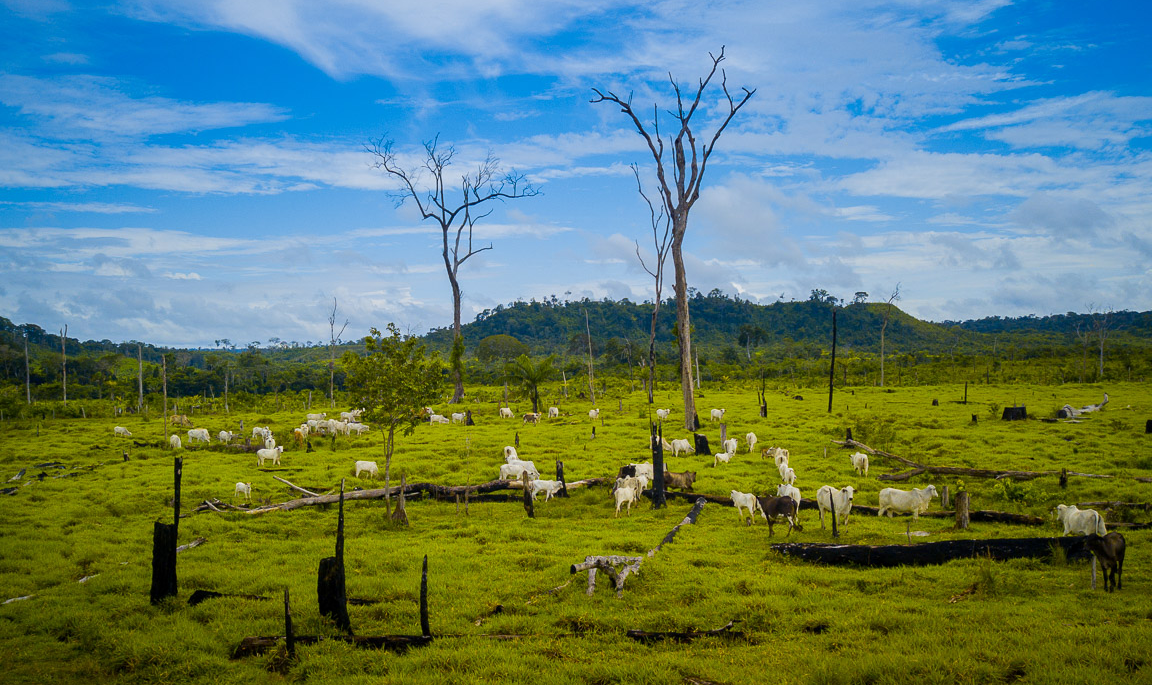 Entre 2000 e 2017, o rebanho bovino dos nove municípios da Calha Norte, no Pará, passou de 515 mil para 957 mil cabeças de gado