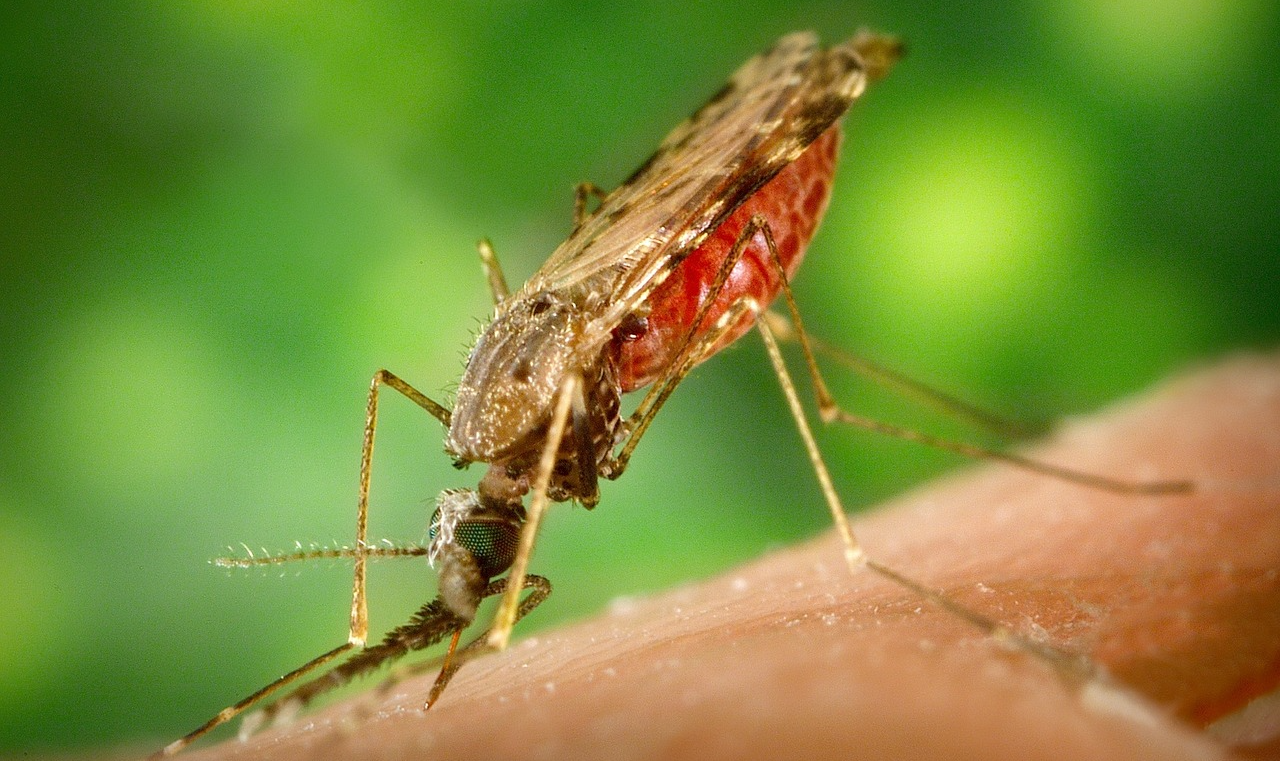 Uma gama de novas soluções se apresentam para tentar contornar a resistência do parasita e seu vetor, o mosquito, a medicamentos e inseticidas
