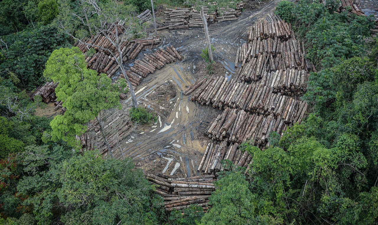 Houve um aumento de 80% de desmatamento em relação ao mesmo mês de 2018, quando foram derrubados 444 km²