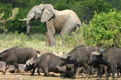 Elefantes e búfalos também são parte da fauna do parque Virunga / Wikimedia Commons