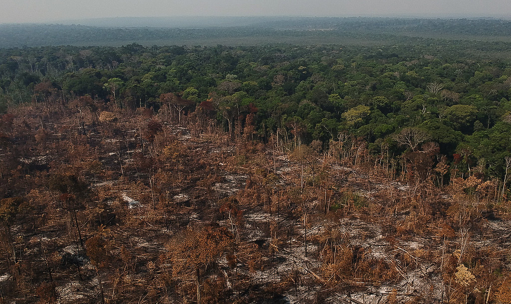 Texto quer garantir que nenhum produto consumido na Europa terá contribuído para a destruição de florestas na Ásia, na África ou na América
