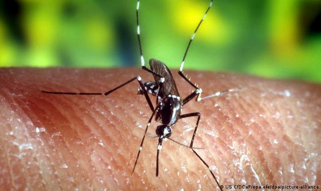 Capital francesa tenta conter mosquito-tigre-asiático, cujo avanço na Europa está relacionado às mudanças climáticas