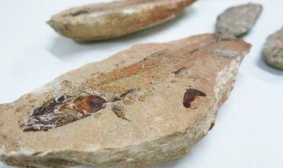 Material de milhões de anos que tinha sido extraído ilegalmente está de volta após 10 anos de persistência