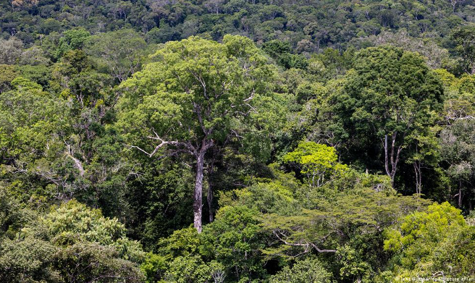 Créditos de carbono na Amazônia são ineficazes, diz estudo