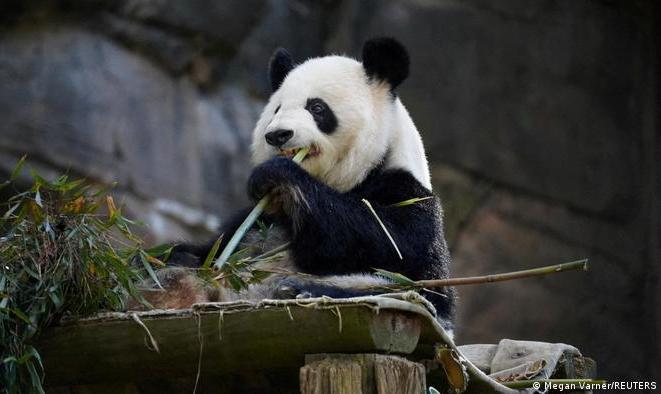 Pequim voltará a ceder pandas-gigantes a zoológicos norte-americanos; caso contrato não fosse renovado, últimos quatro animais nos EUA retornariam à China