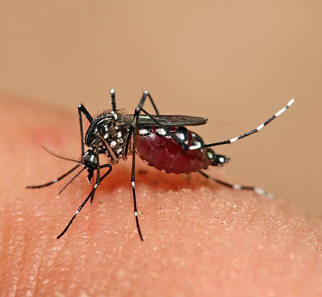 Argentina bate recorde histórico de dengue, mas governo nega vacina gratuita