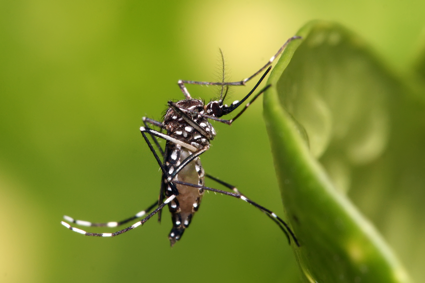 Mudanças climáticas podem disseminar dengue, diz relatório da UE