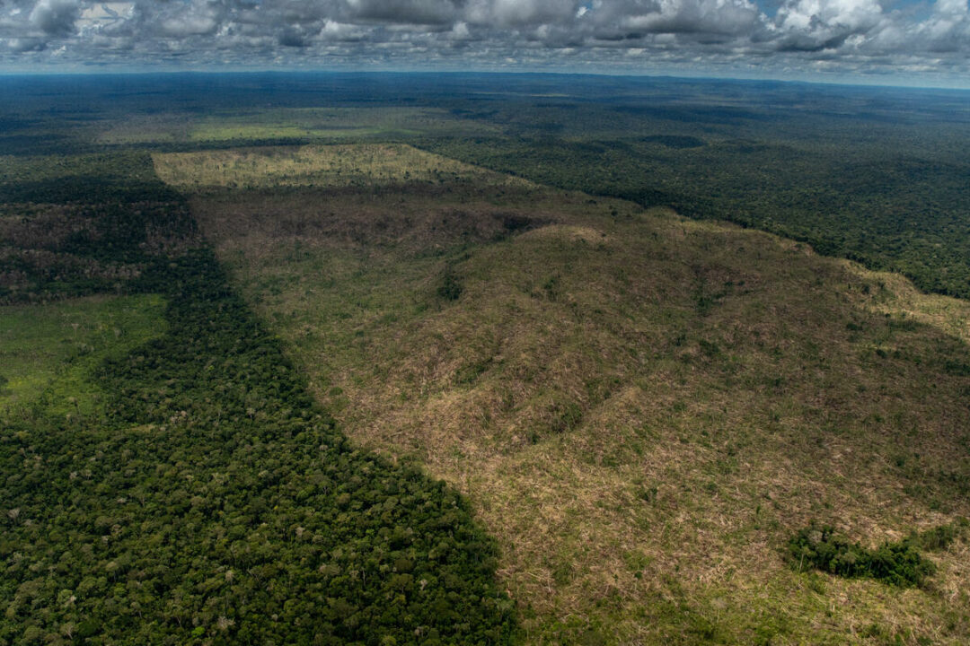 Brasil e Colômbia lideram preservação ambiental, mas taxa de desmatamento no mundo segue alto