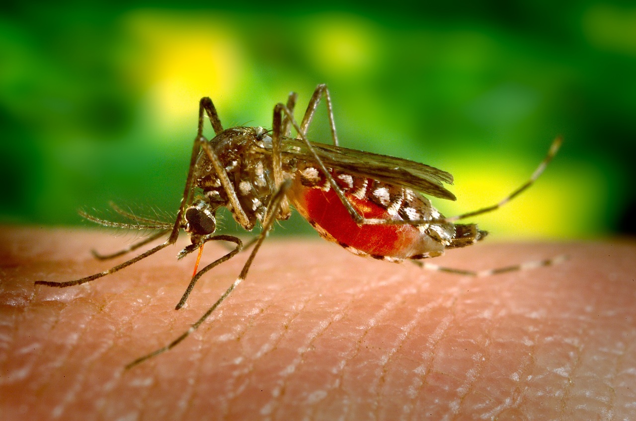 França registra recorde de casos de dengue importada em 2024