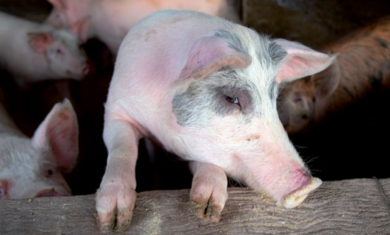 A economia da Argentina a partir da realidade sobre a carne de porco