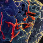 OMS declara emergência global por nova cepa do ebola na África